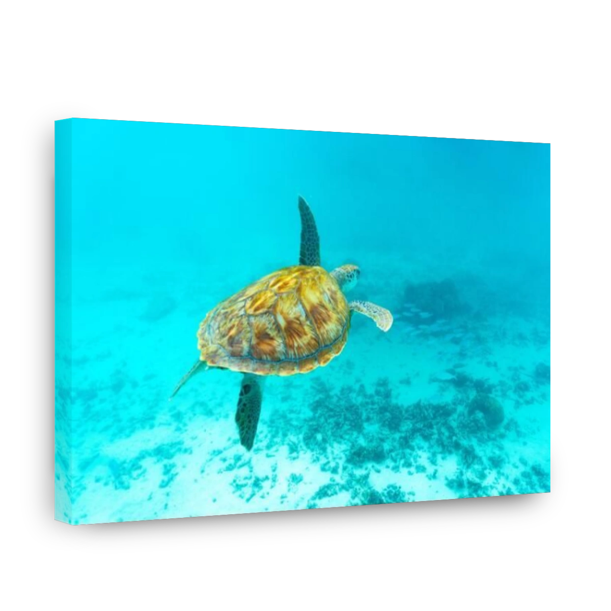 Sea turtle floating underwater over coral reef, Mauritius, Indian Ocean, Africa