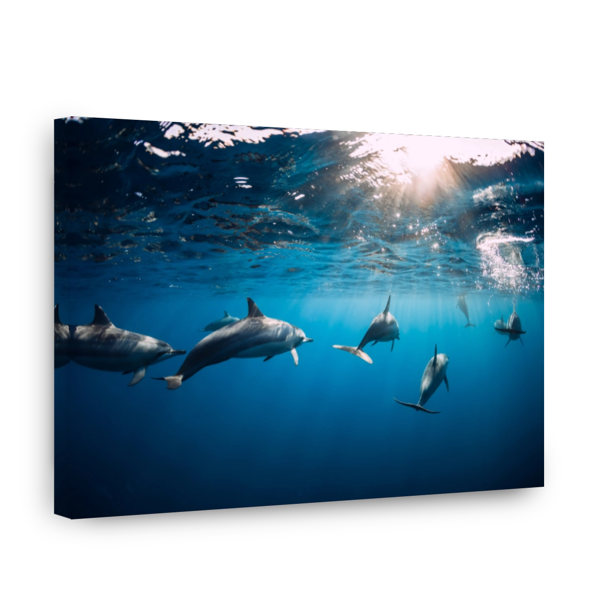 Dolphins swimming underwater in ocean. Mauritius