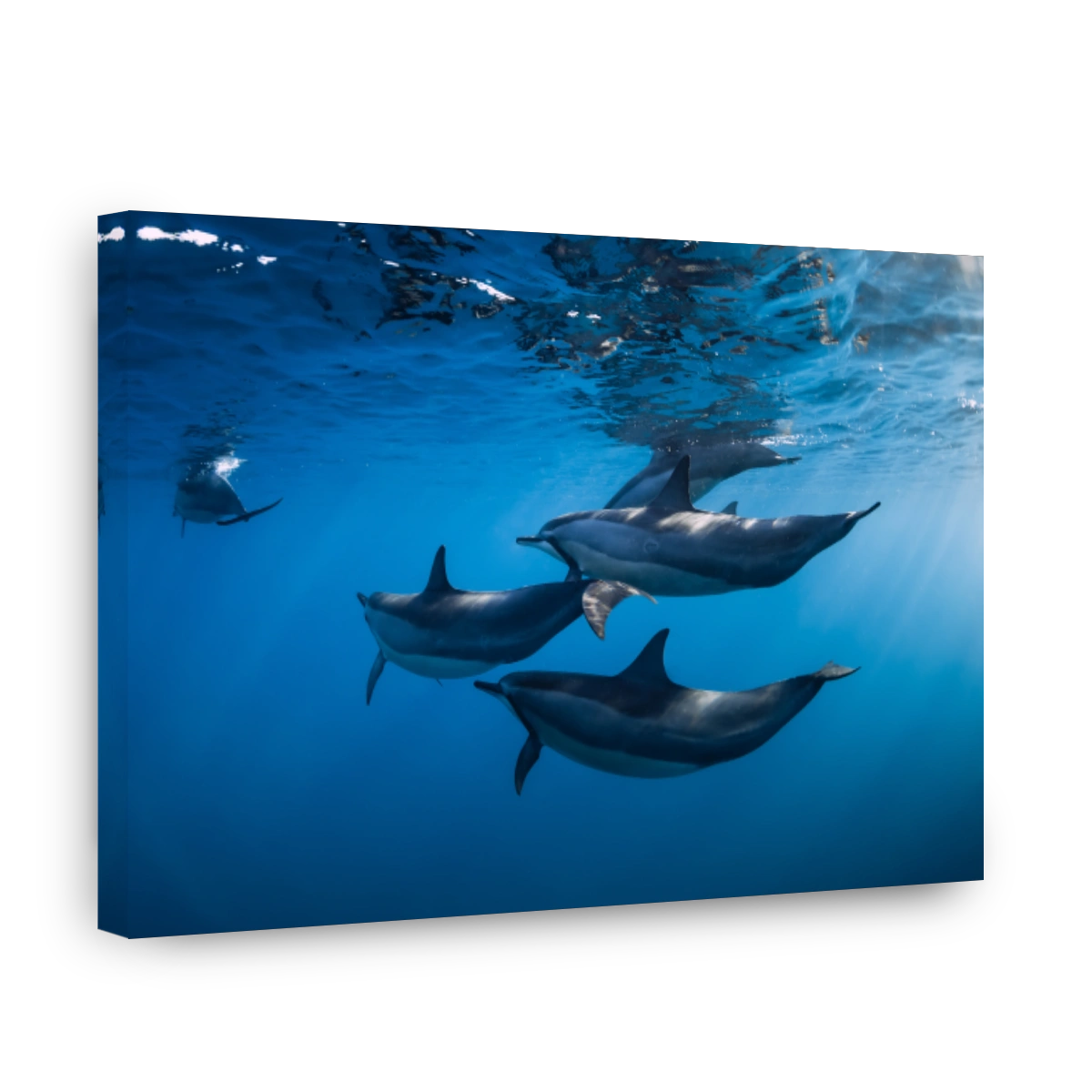 Family of Spinner dolphins in tropical ocean with sunlight. Dolphins swimming in underwater