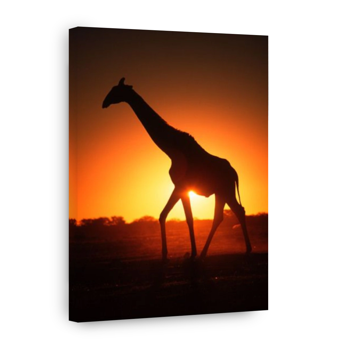 Southern Giraffe Giraffa camelopardalis subspp In silhouette against sunset Etosha N P Namibia Africa south of Equator