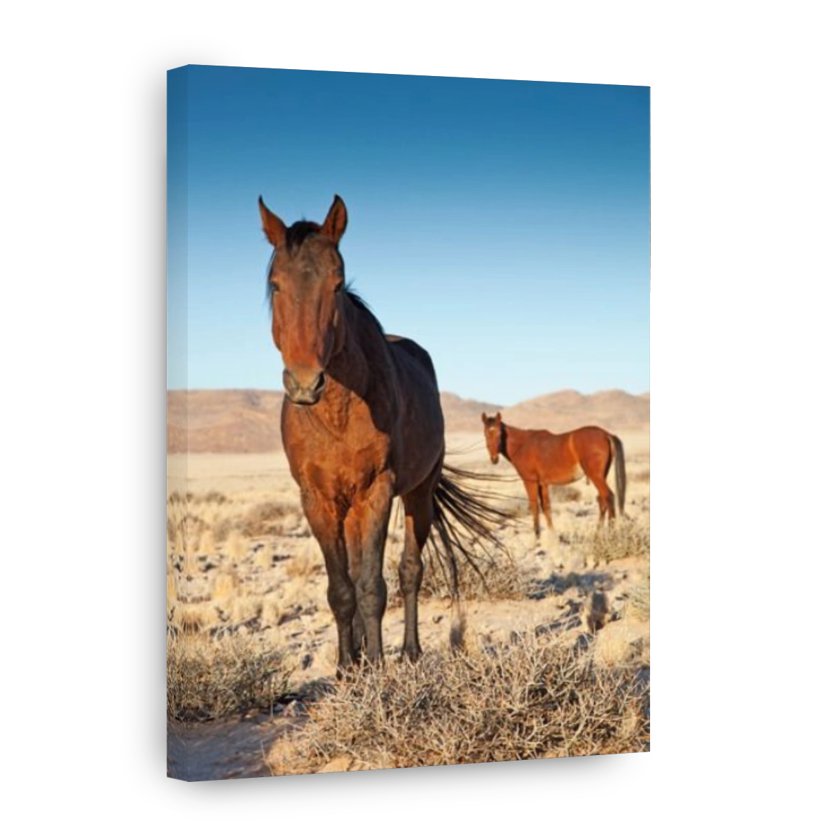 Namib desert Feral Horses