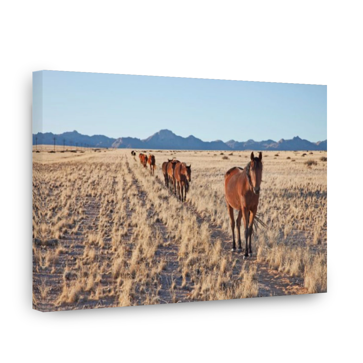 Namib desert Feral Horses