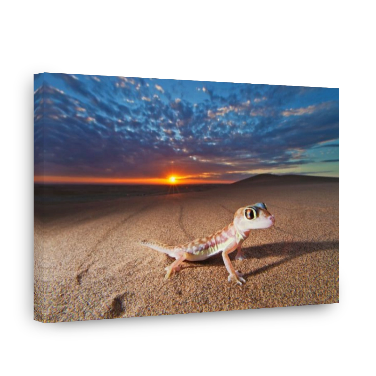 Web-footed Gecko (Palmatogecko rangei) found in the coastal Namib Desert Namibia