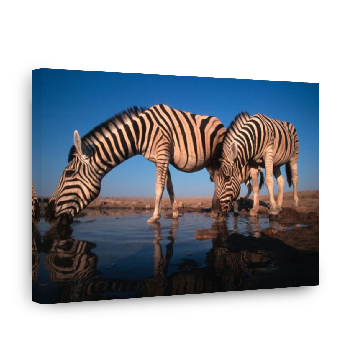 Burchells zebra Equus burchelli Drinking at waterhole Etosha N P Namibia