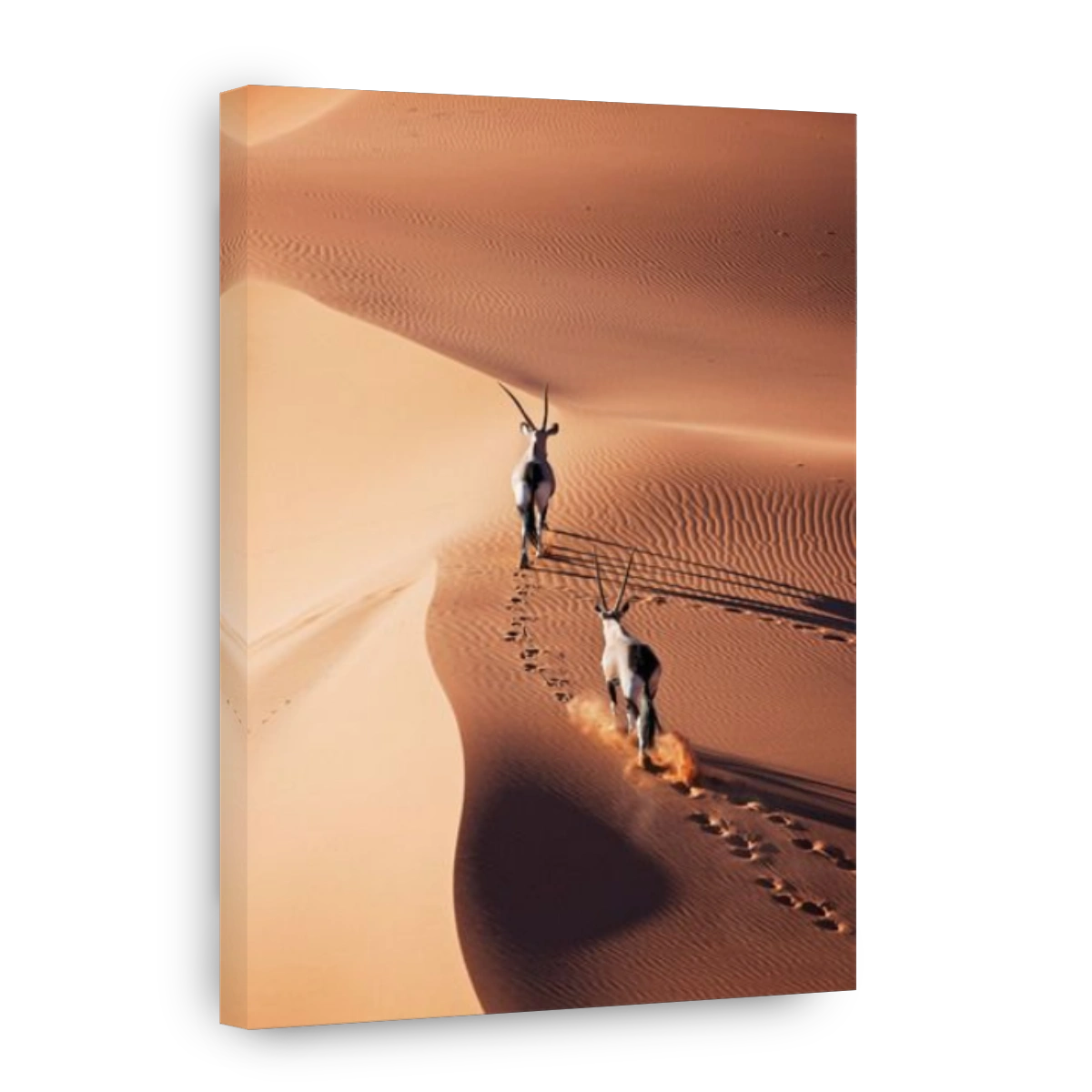 Gemsbok (Oryx gazella) In typical desert habitat Namibian desert sand dunes
