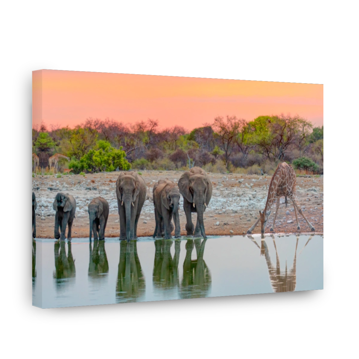 Giraffe visit a watering hole - Group of African elephants running to the edge of a small lake to drink water - Etosha National Park, Namibia, Africa