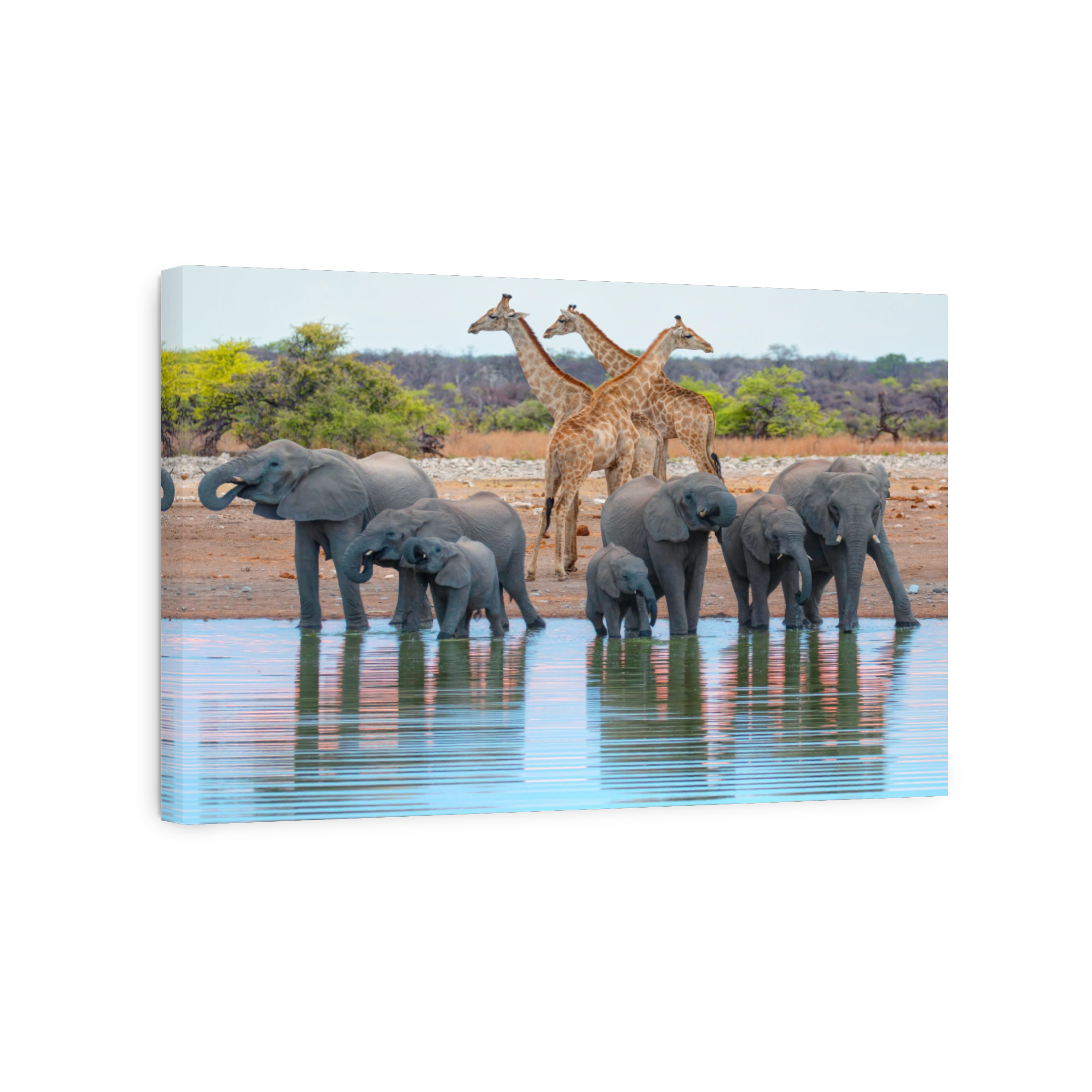 Group of African elephants running to the edge of a small lake to drink water -  Giraffe visit a watering hole - Etosha National Park, Namibia, Africa