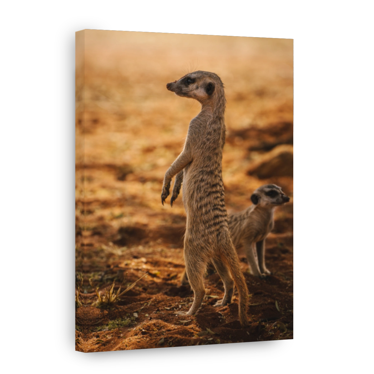 Meerkat with his cub looks around