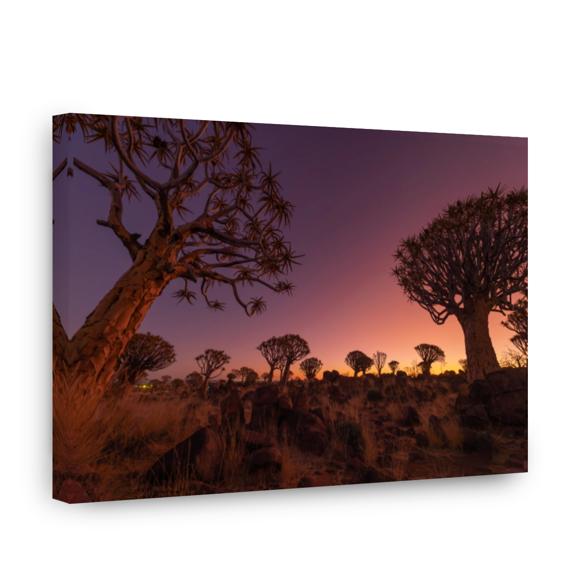 The Quiver Trees. Dry trees in forest field in national park in summer season in Namibia, South Africa. Natural landscape background.