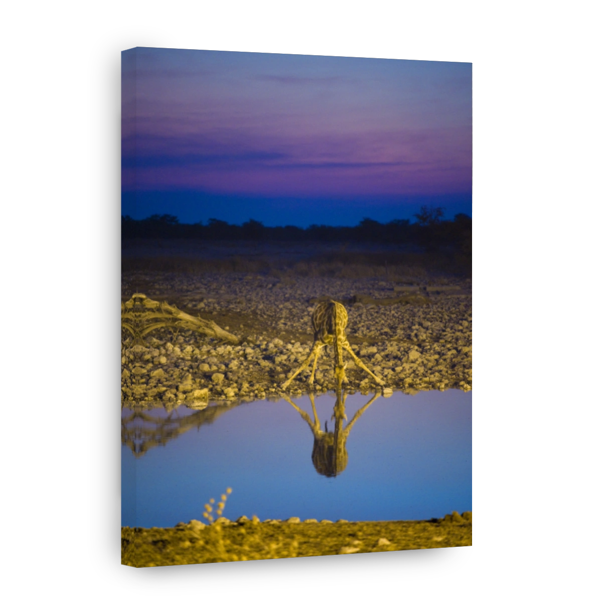 Giraffe drinking at Okaukuejo waterhole, Etosha National Park, Namibia