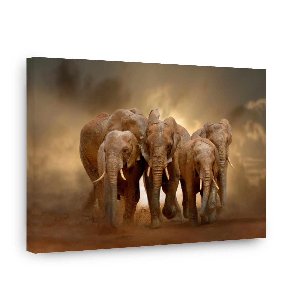 Amazing African elephants with dust and sand on evening sky background. A large animal runs towards the camera