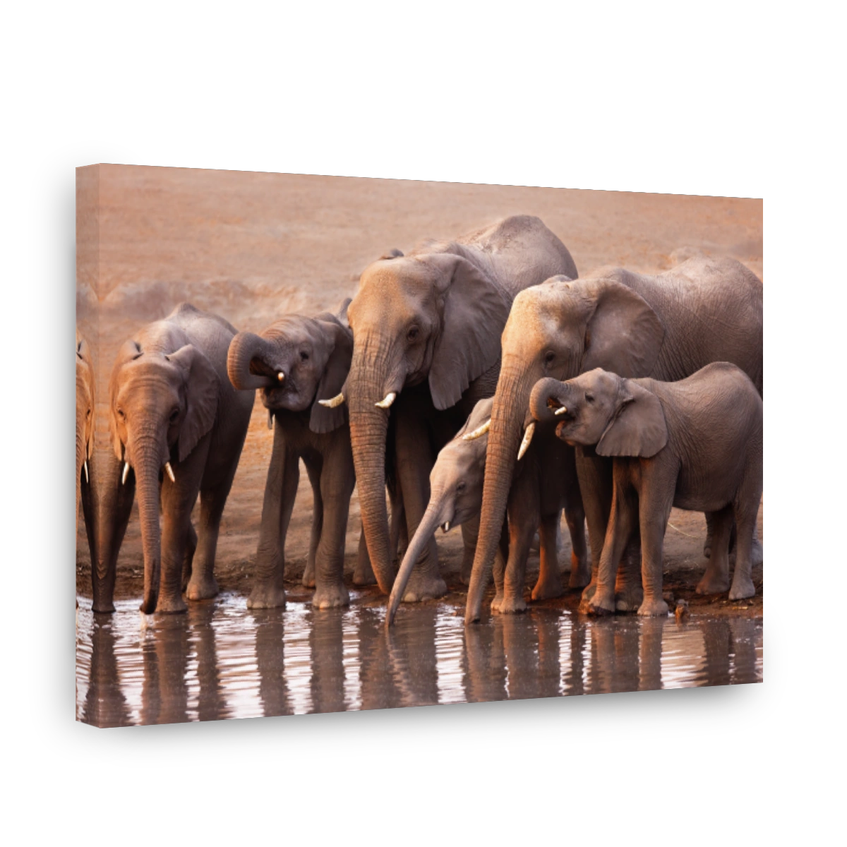 Herd of elephants with babies drinking from pond