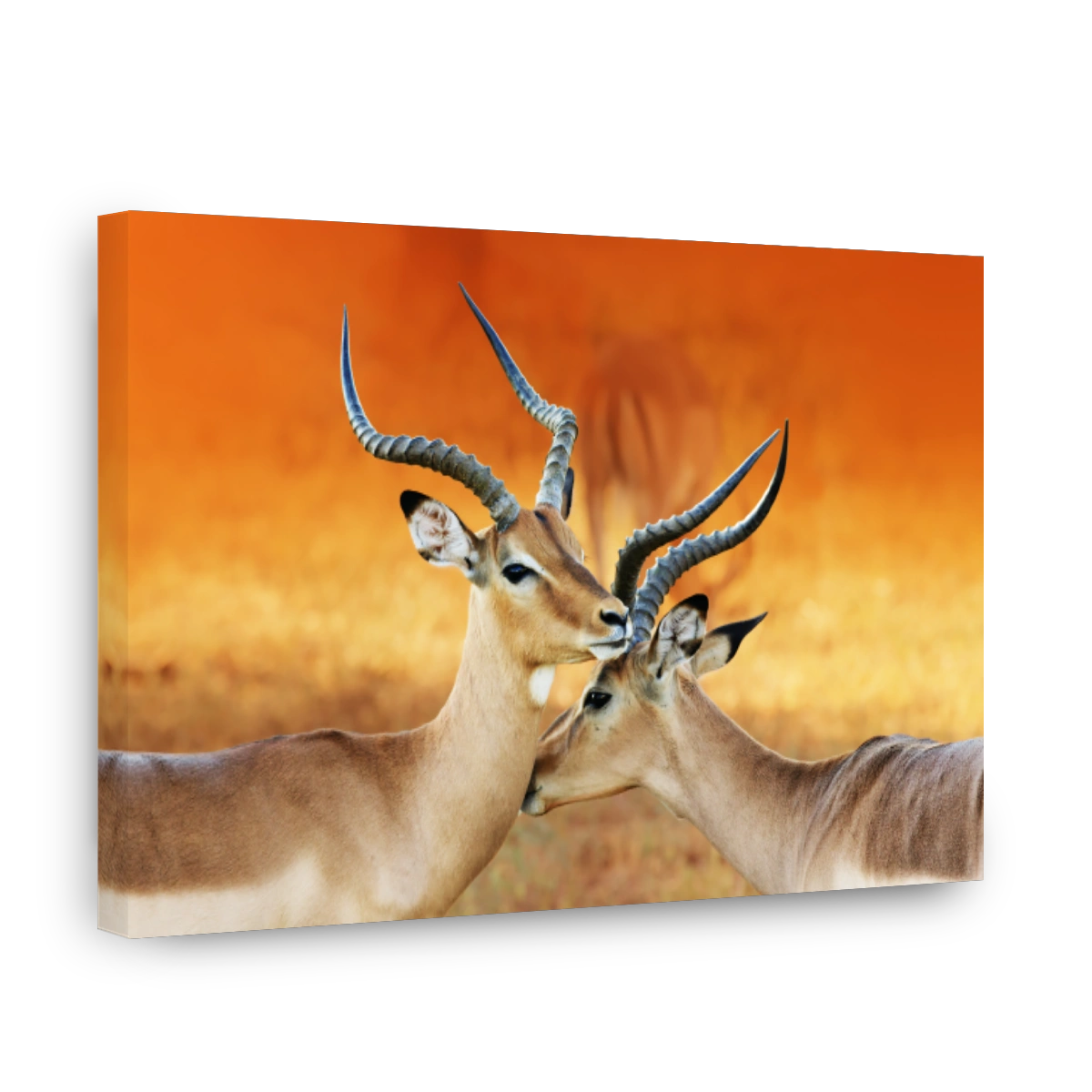 Two male impala's ( Aepyceros melampus )
