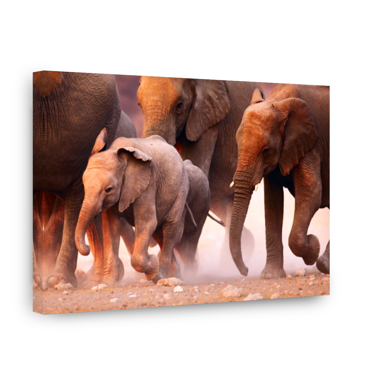 Elephant herd running