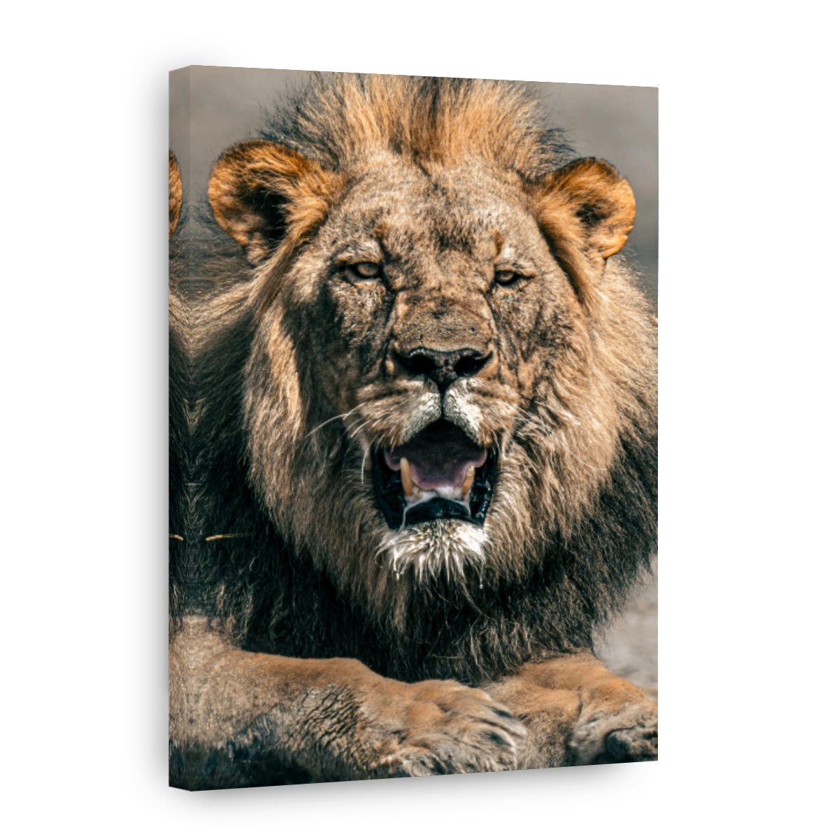 Lion head portrait in Namibia, Africa