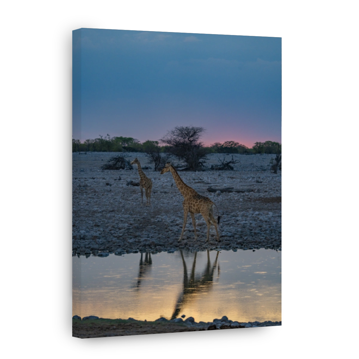 Giraffe at sunset at the waterhole in Namibia, Africa