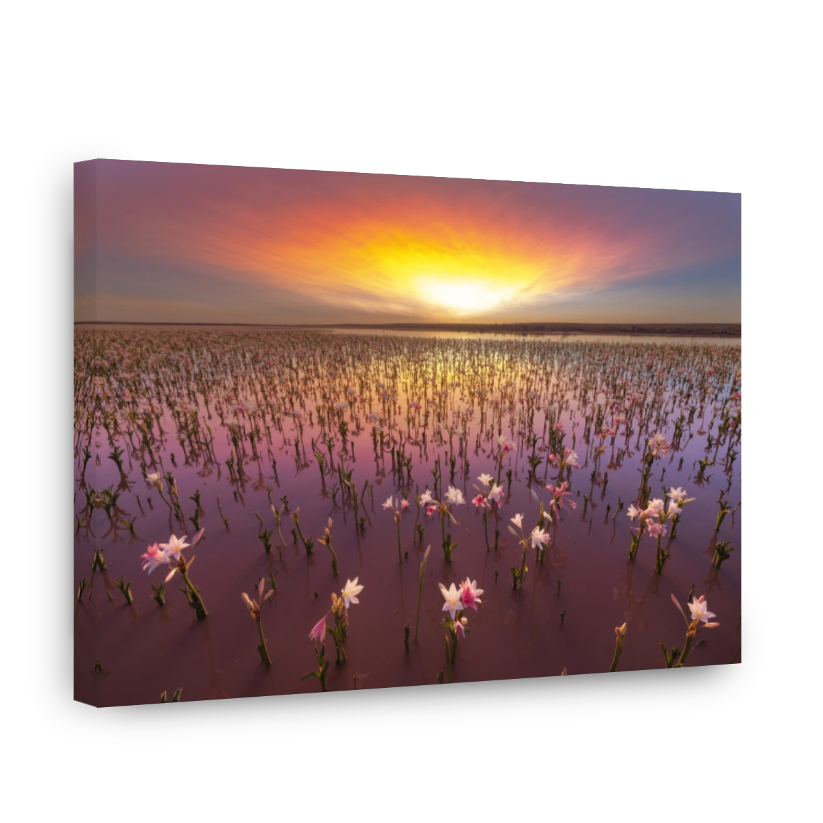 Lilies in the water on lily pan on Sandhof farm