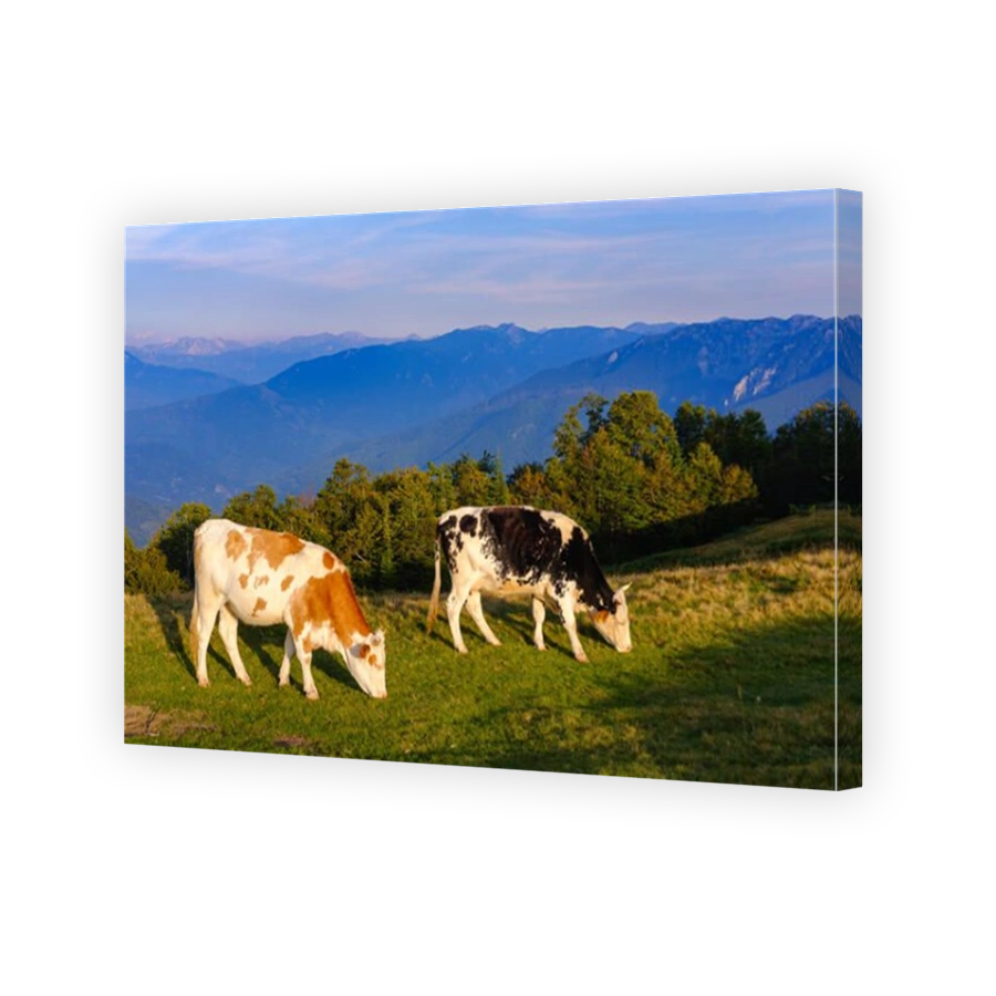 Grazing cows, Komovi Mountains, near Andrijevica, Montenegro