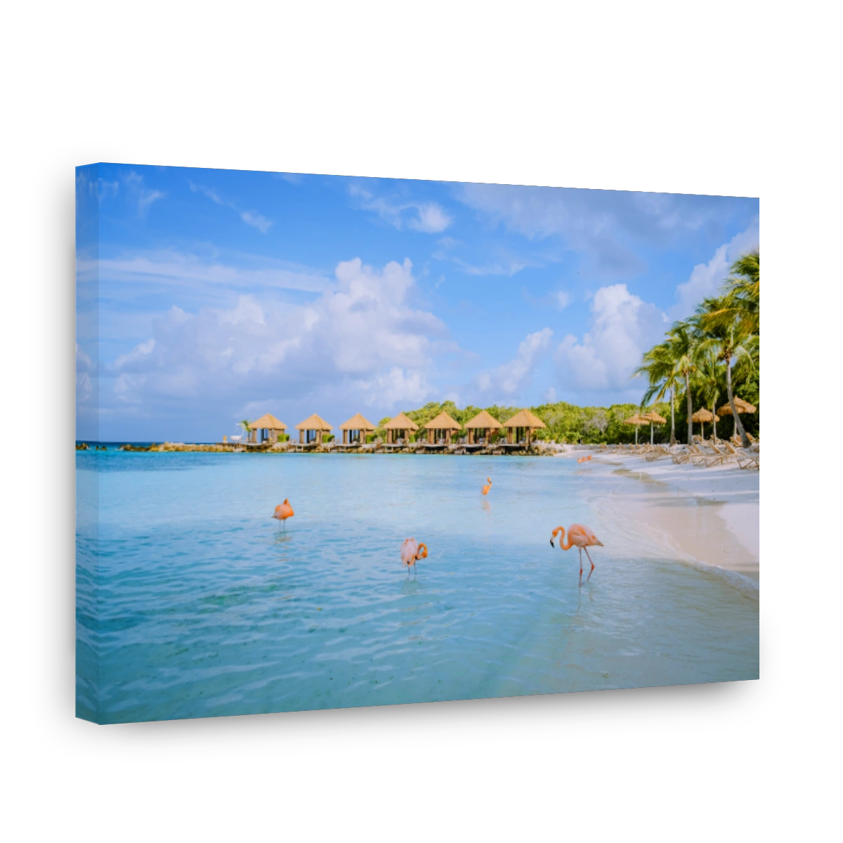 Aruba beach with pink flamingos at the beach, flamingo at the beach in Aruba Island Caribbean
