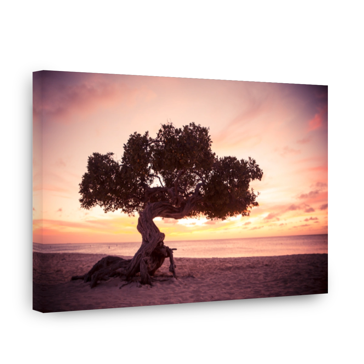 Divi Divi Tree and Aruba Sunset