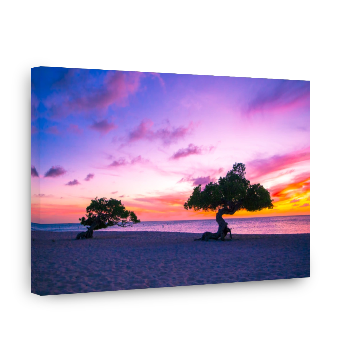 Aruba Divi Divi Tree Sunset