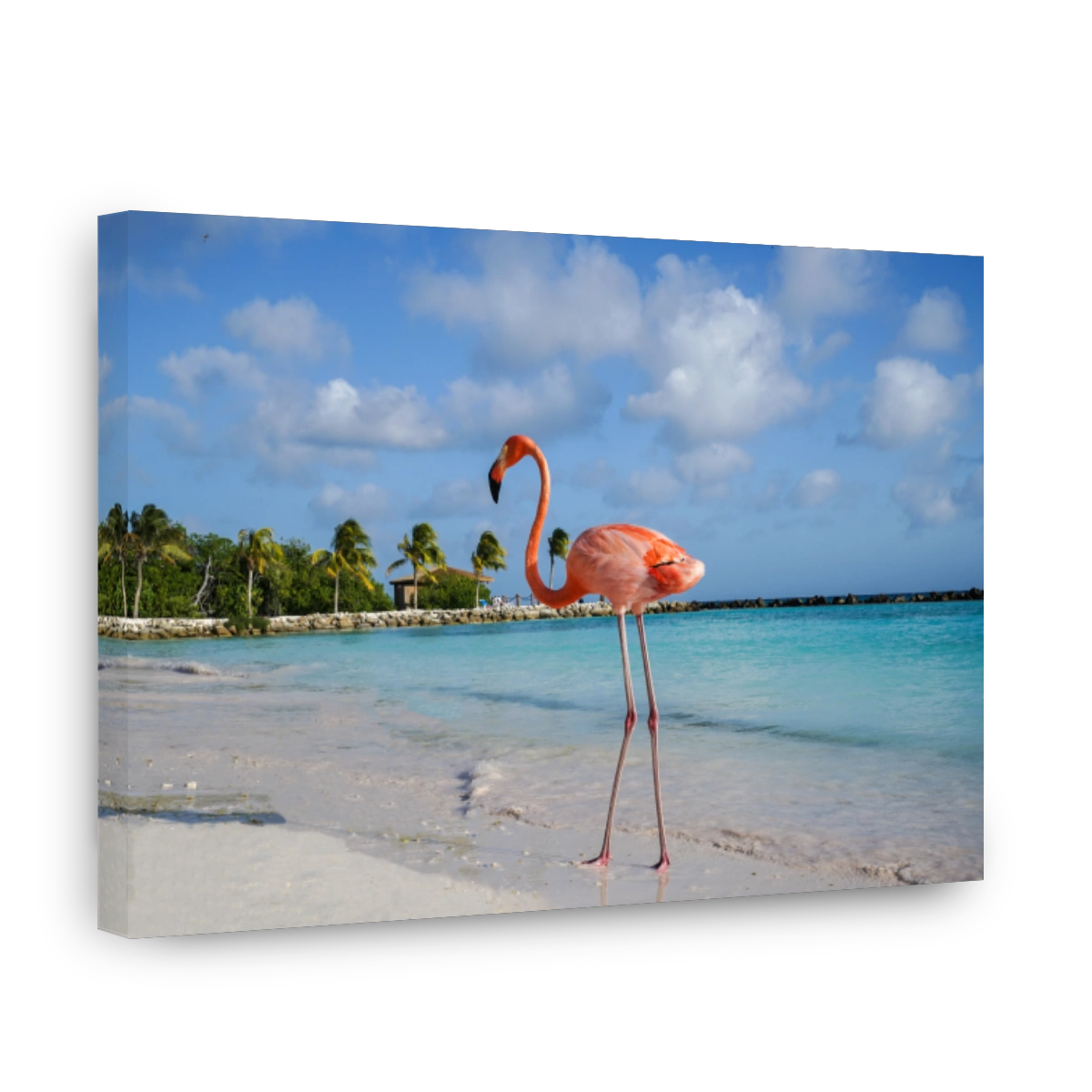 Flamingo Beach, Aruba