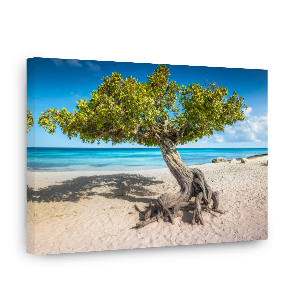 Eagle beach with divi divi tree on Aruba island, Dutch Antilles