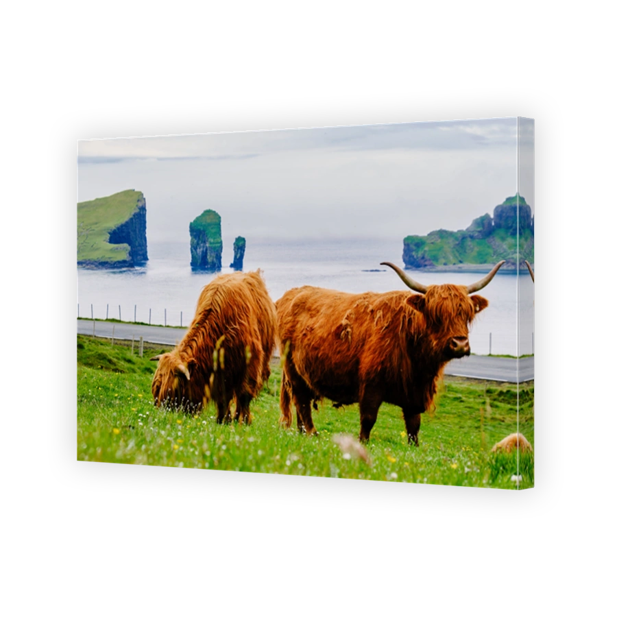 Highland cow stands regally amidst the vibrant green pasture, Faroe Islands.