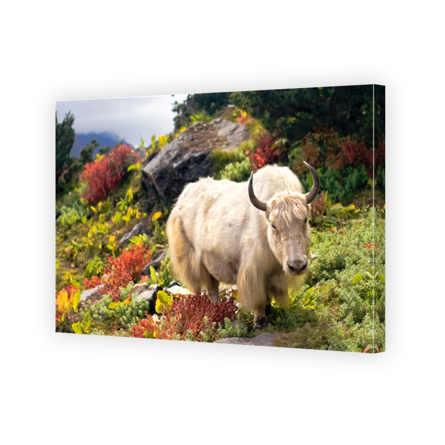 Beautiful Yak