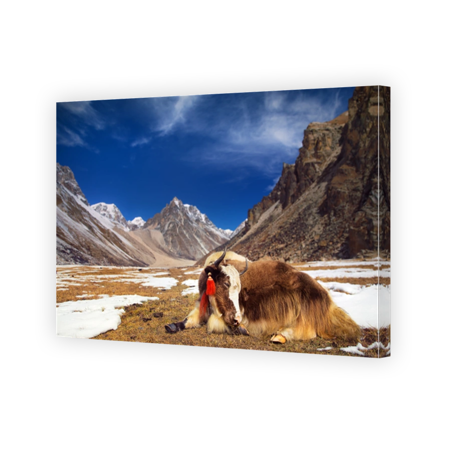 Yak in the mountains