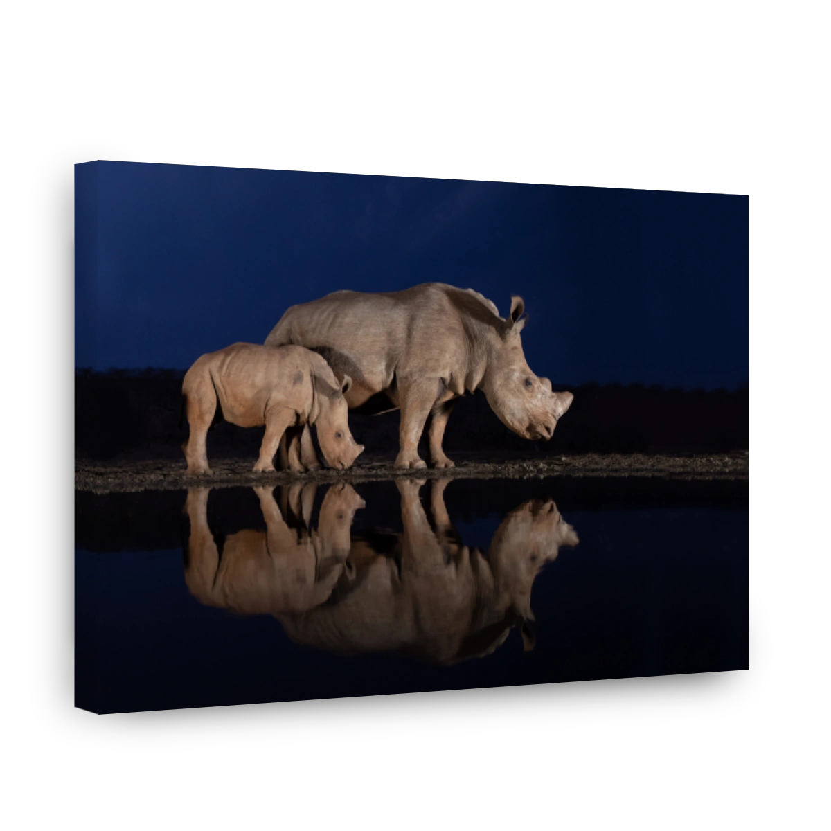 Two white rhino families standing at a water hole during the blue hour