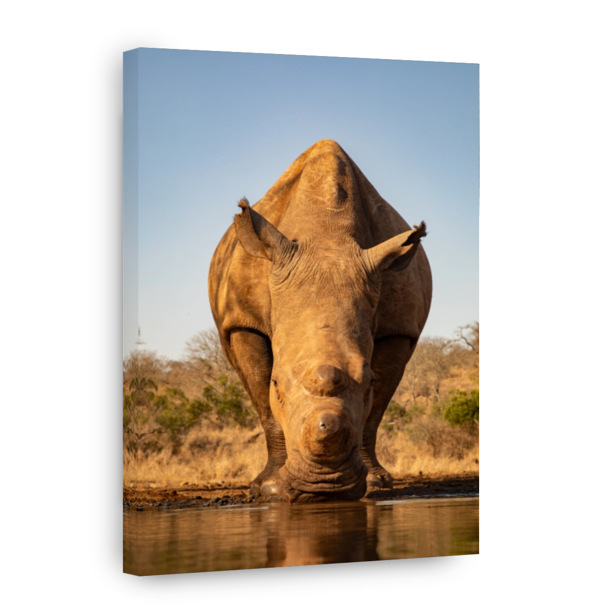 Adult rhino drinking from a waterhole in South Africa