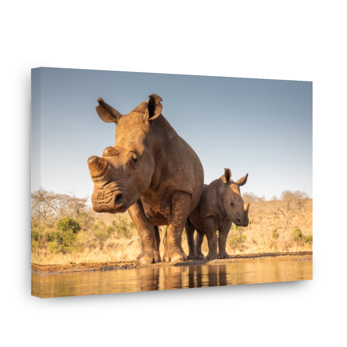 Mother and baby rhino getting ready to drink