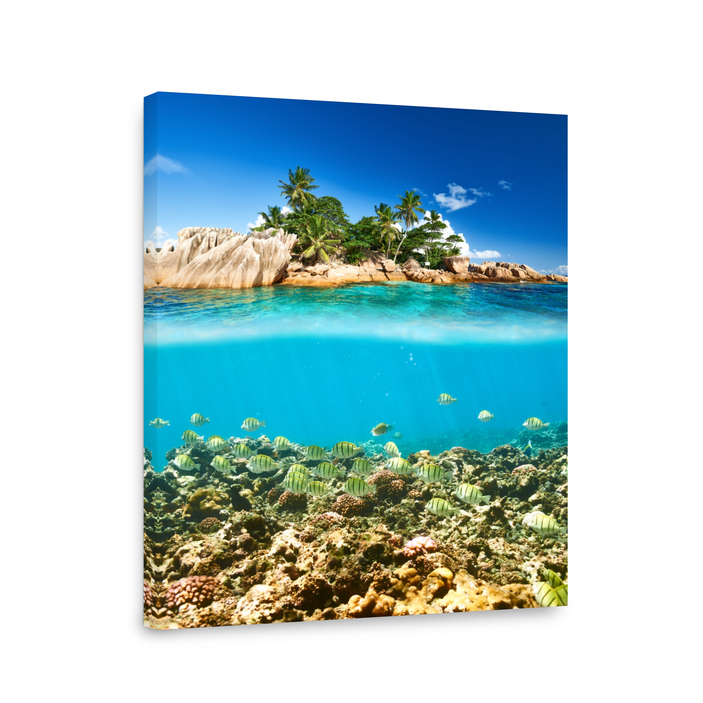 Coral reef and fish at Seychelles