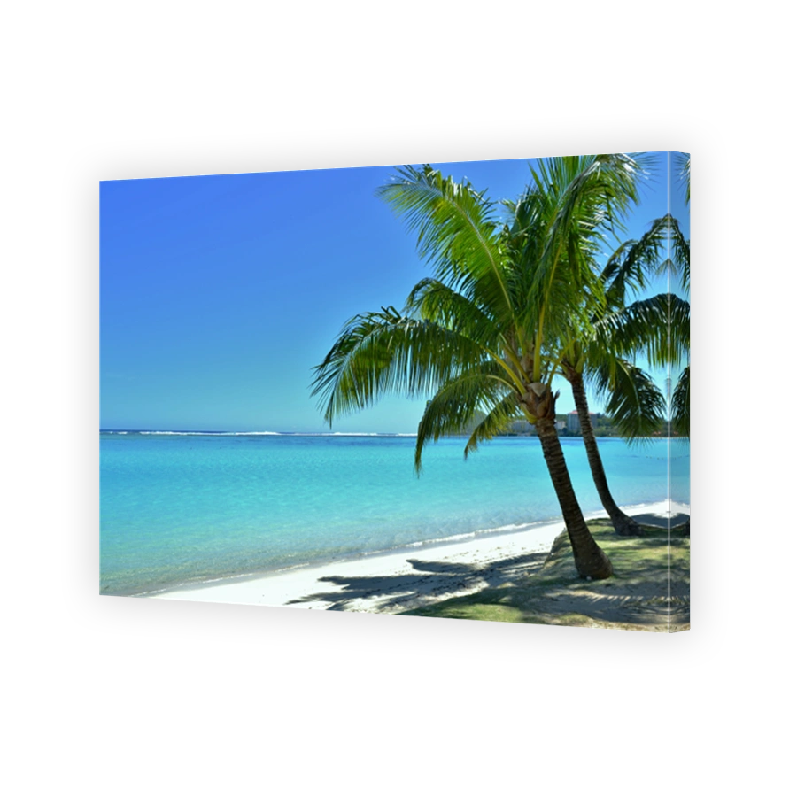 Palm Tree on a Tropical Island