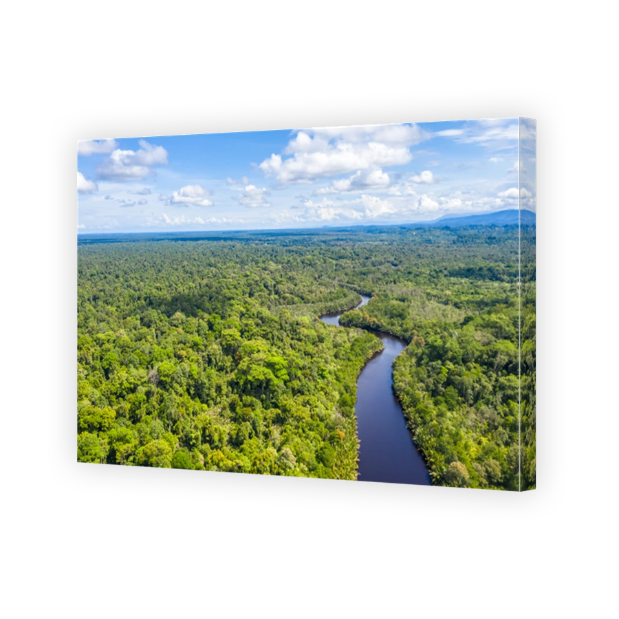 Aerial view of the Borneo rainforest.