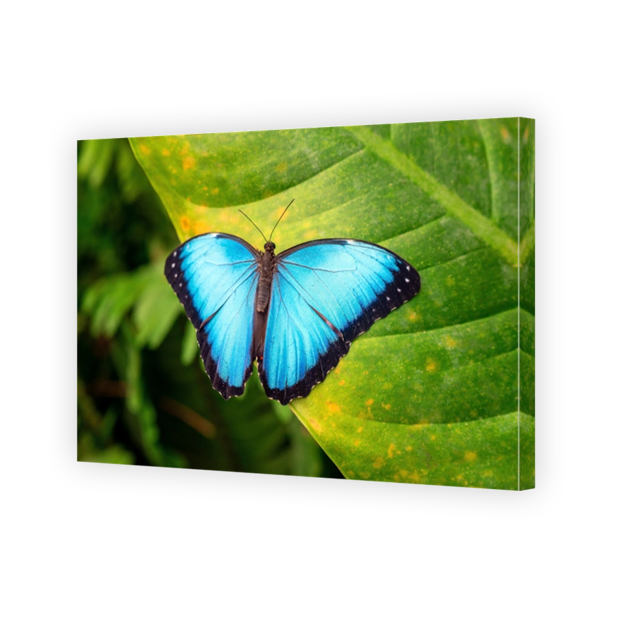Blue Morpho Butterfly