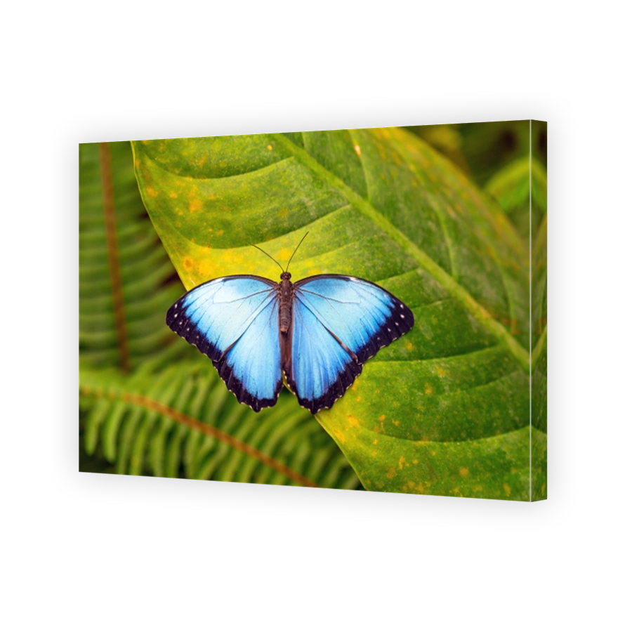 Blue Morpho, Mindo, Ecuador