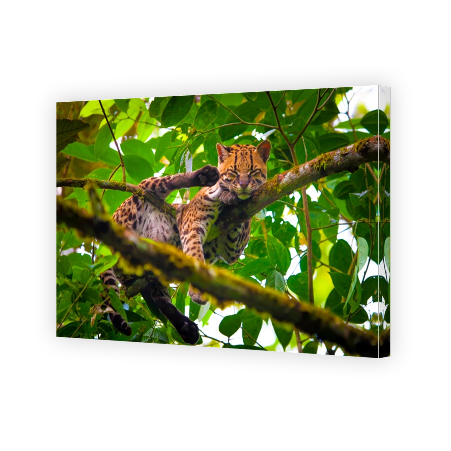 Oncilla. Wild cat. Ecuador. animals of Ecuador.