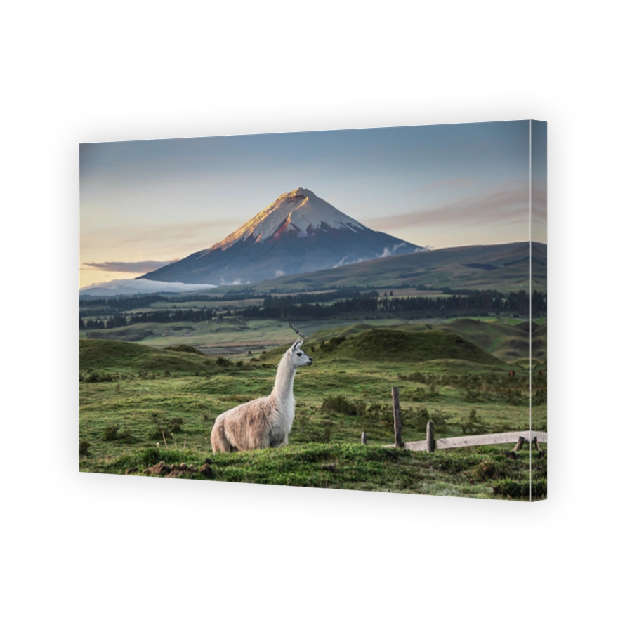 Llama Standing On Field Against Mountains During Sunset