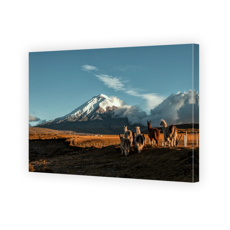 Cotopaxi and llamas