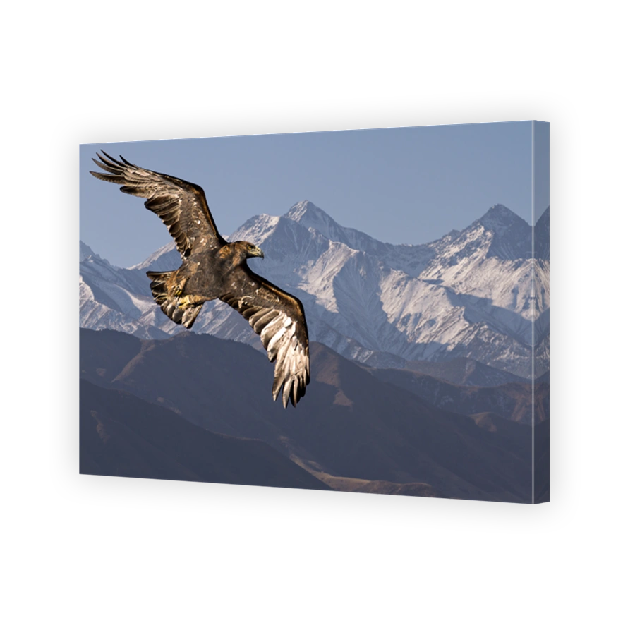 Golden eagle in flight.