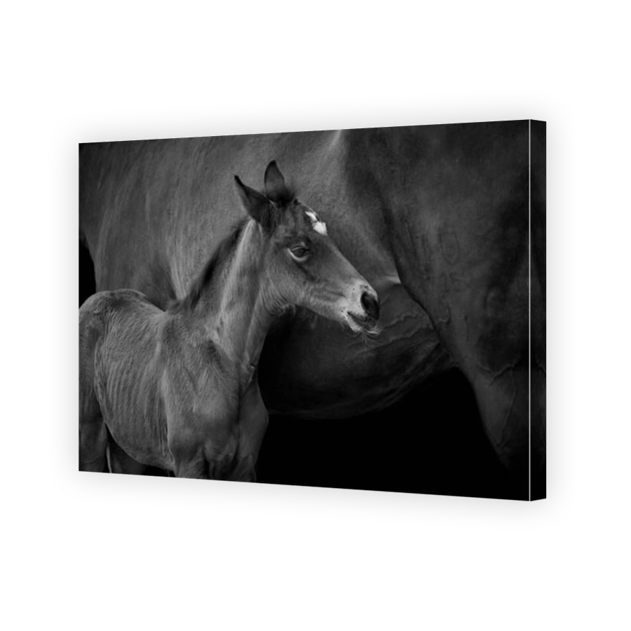 Close-up of a foal standing with horse mother isolated on black background.