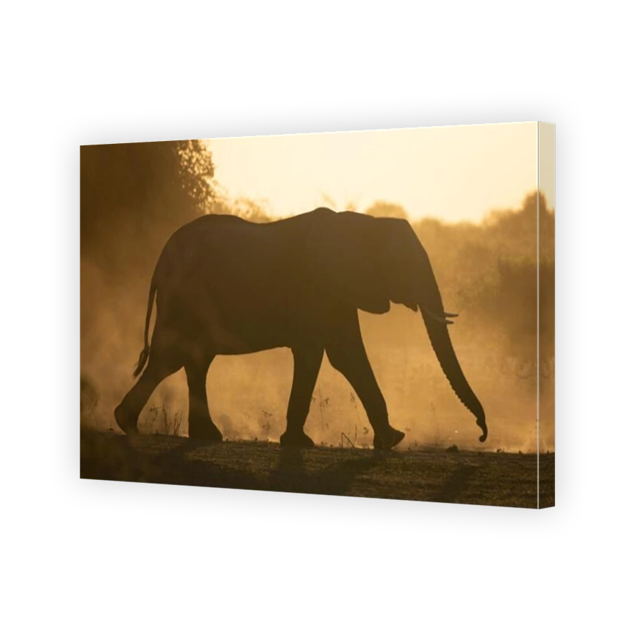 African elephant crosses dusty plain at dusk