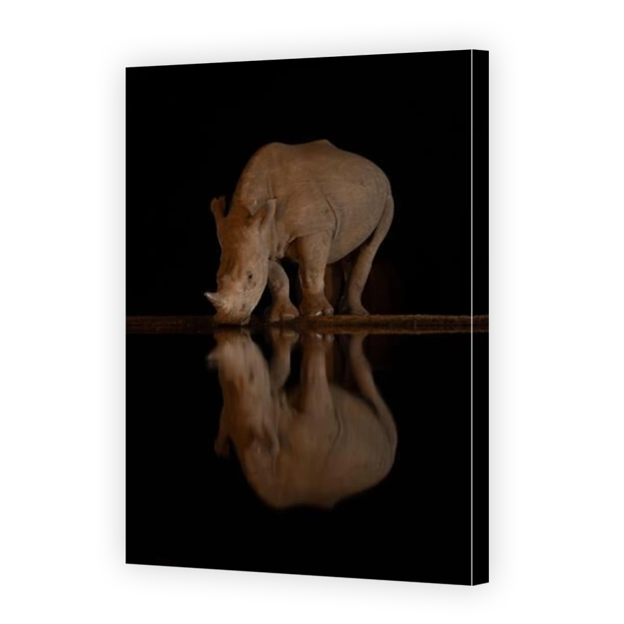 Baby white rhino stands drinking at waterhole