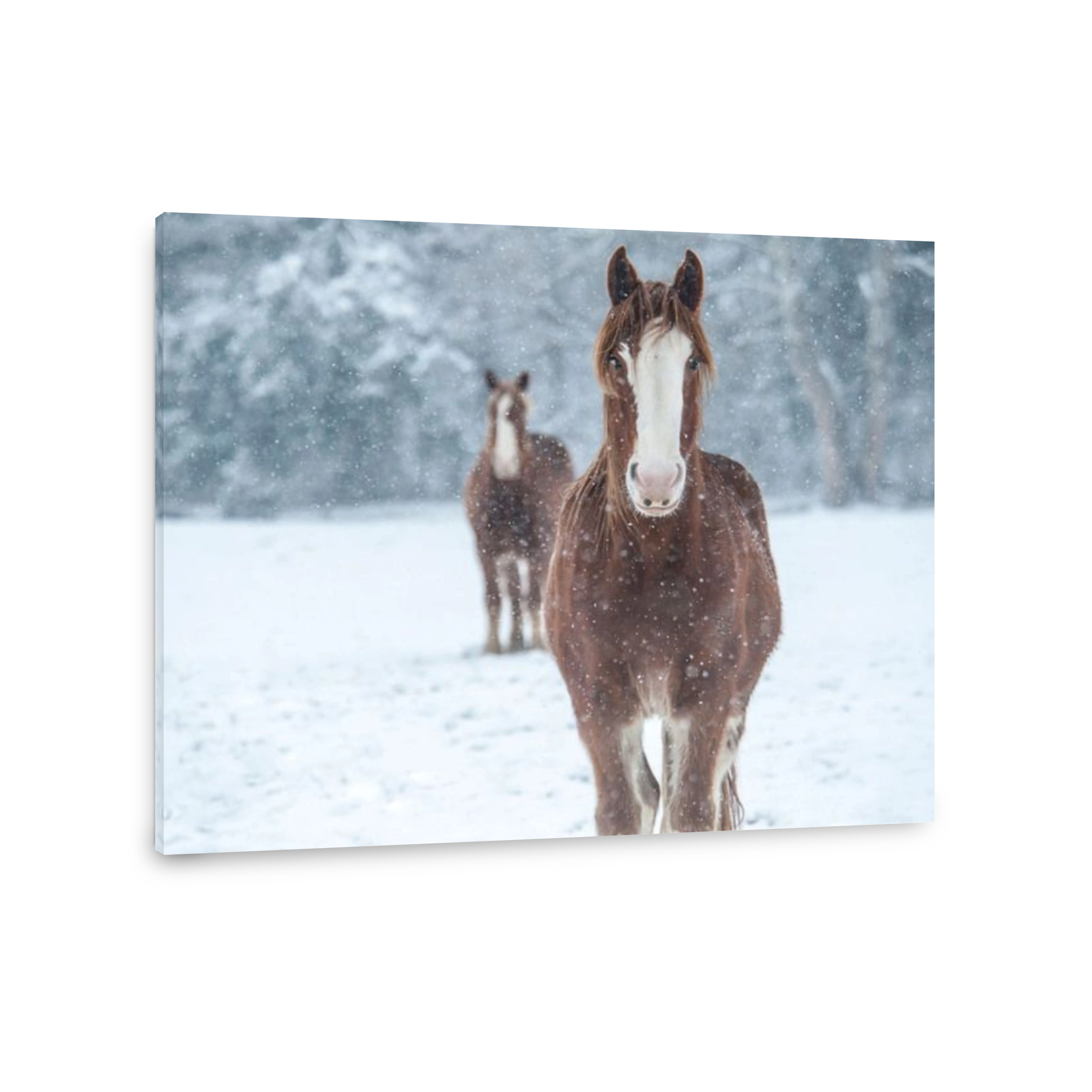 Draft Horse in snow storm