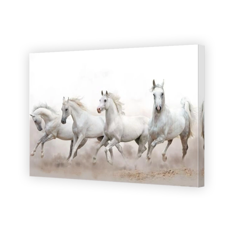 beautiful white arabian horses running over a white background