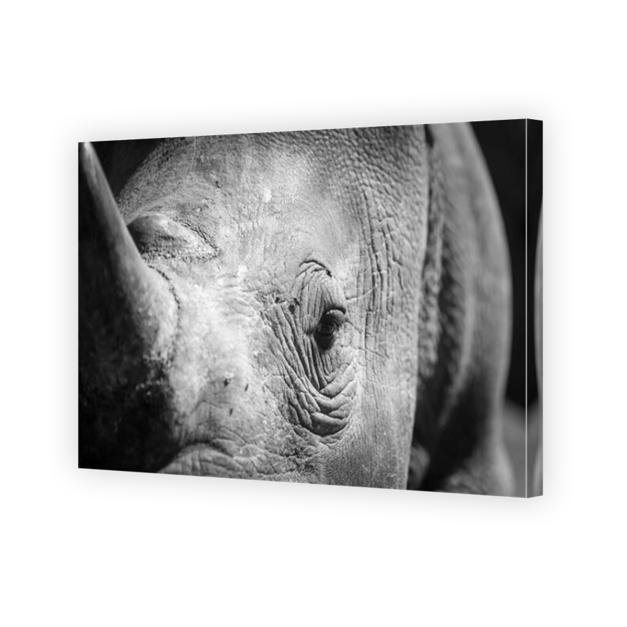 Close up of rhino eye and horn