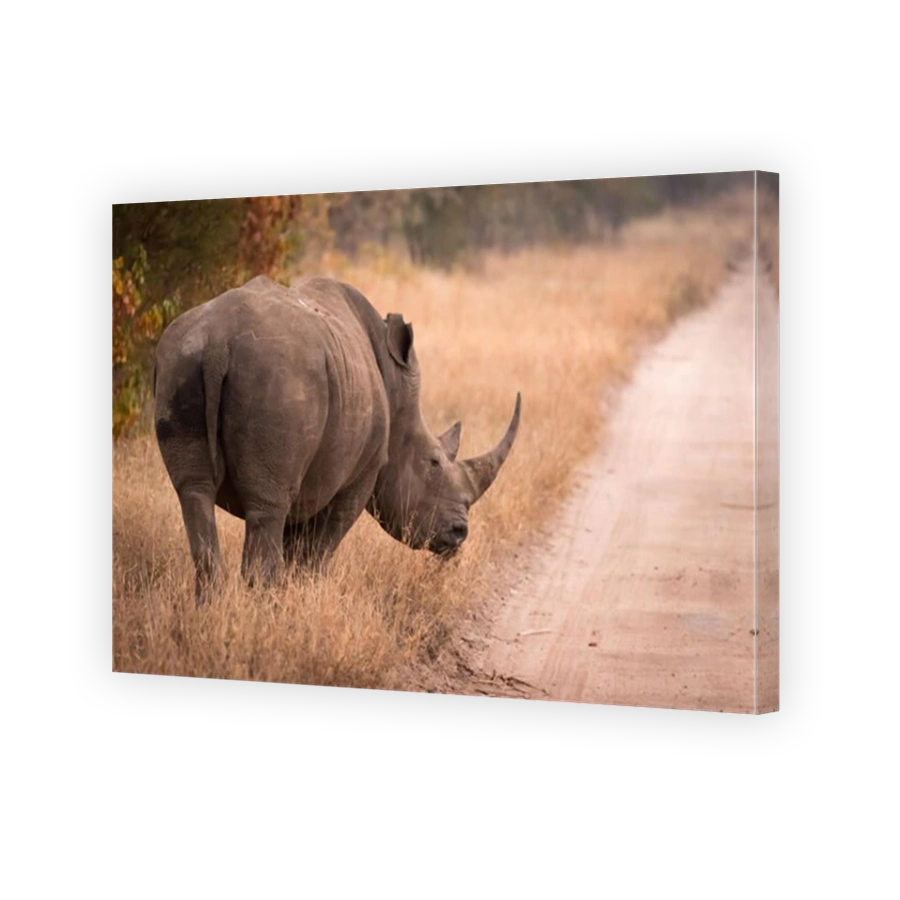 White Rhino on roadside