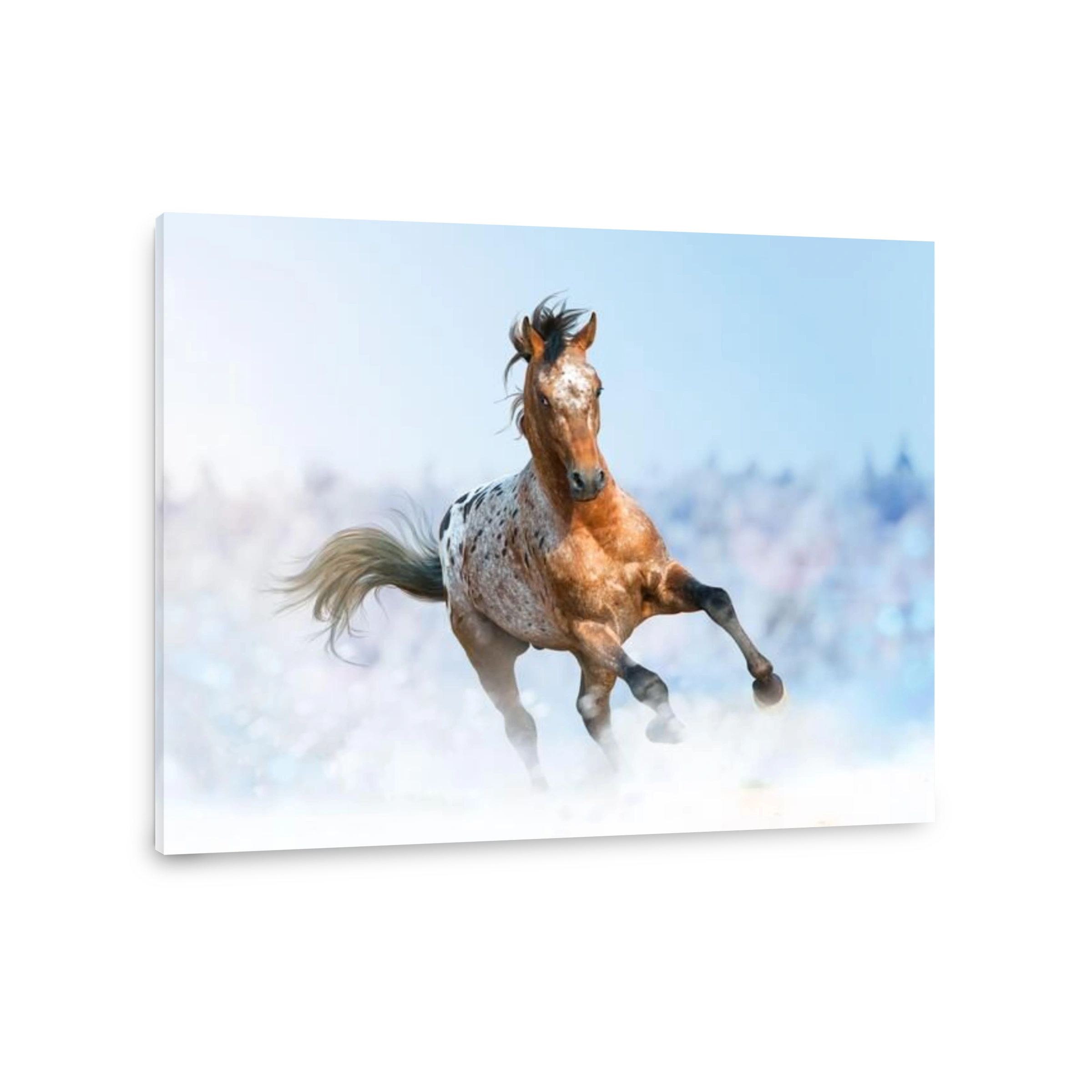 Beautiful appaloosa stallion running gallop in sunset prairies,
